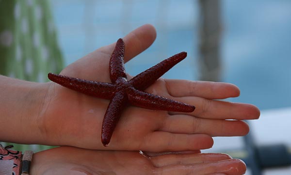 starfish
